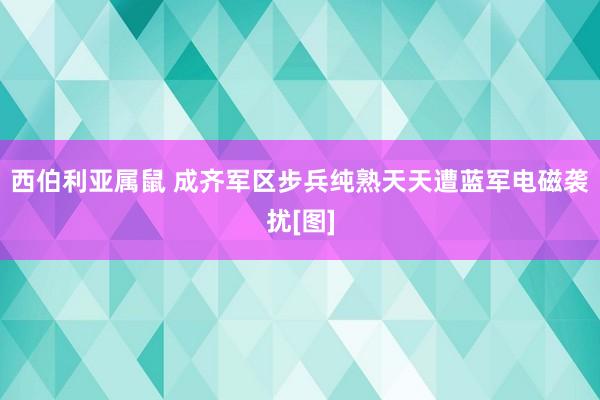 西伯利亚属鼠 成齐军区步兵纯熟天天遭蓝军电磁袭扰[图]